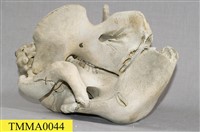 儒艮骨骼藏品圖，第28張
